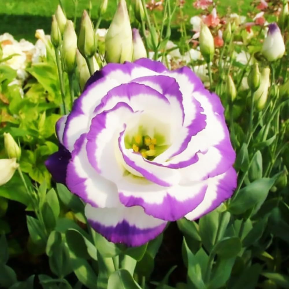 Eustoma Lisianthus Plant Live, Lisianthus Flowers Well Rooted Plug 2-3 Inch Height, Lisianthus Thornless Roses Seedling (Rare Blue Lisianthus)