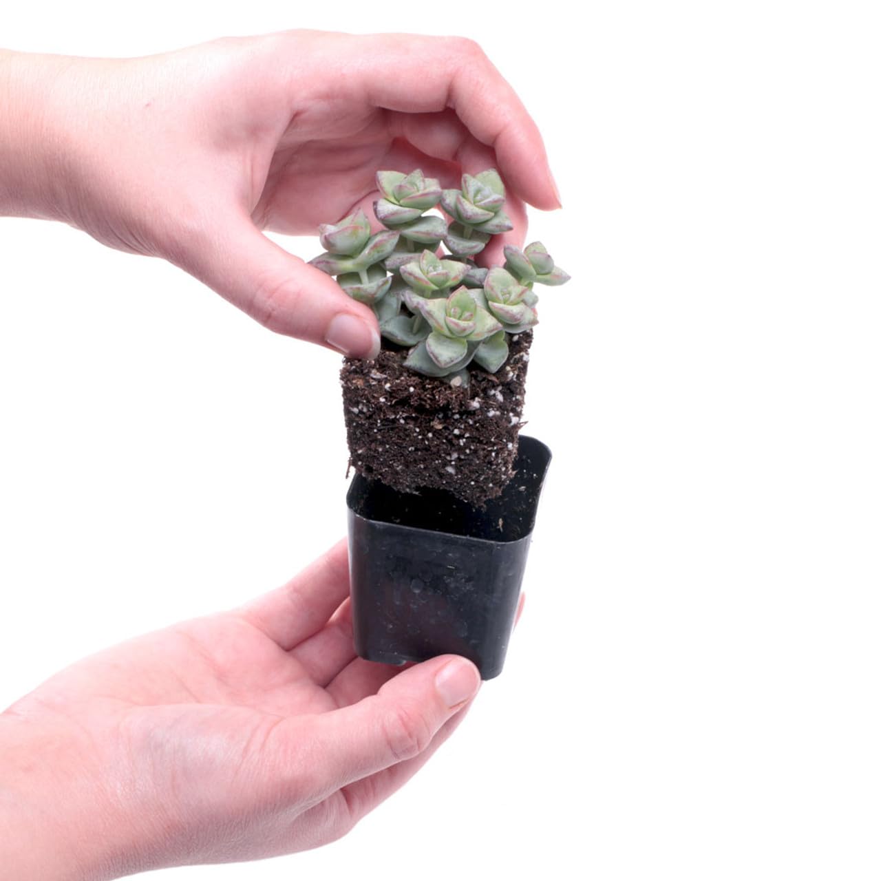 Mountain Crest Gardens Trailing & Strings Succulent Pack - 12 Live Plants in 2 Inch Pots - Real Succulents for Hanging Planters, Home Decor, and DIY Arrangements