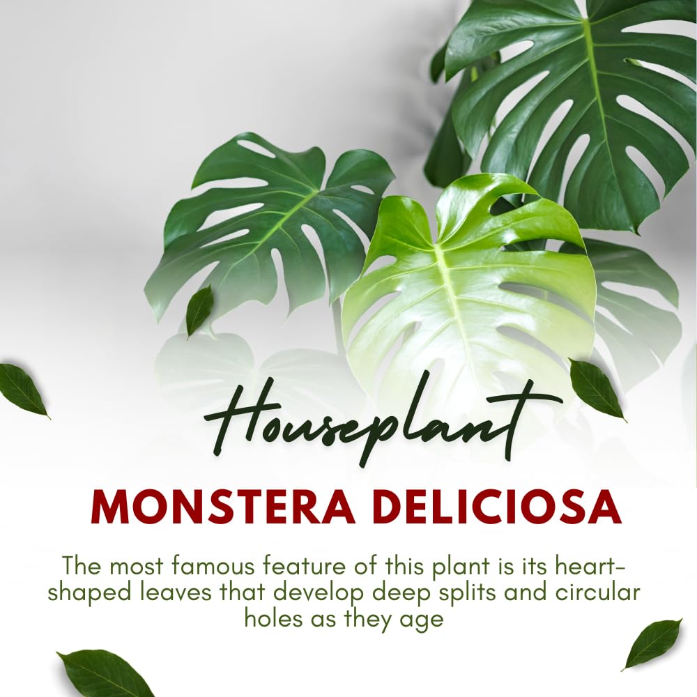 Monstera Plant Live, Starter Plant from 4-6 Inch Tall, Split Leaf Houseplant, Live Monstera Plants Indoor (Deliciosa)
