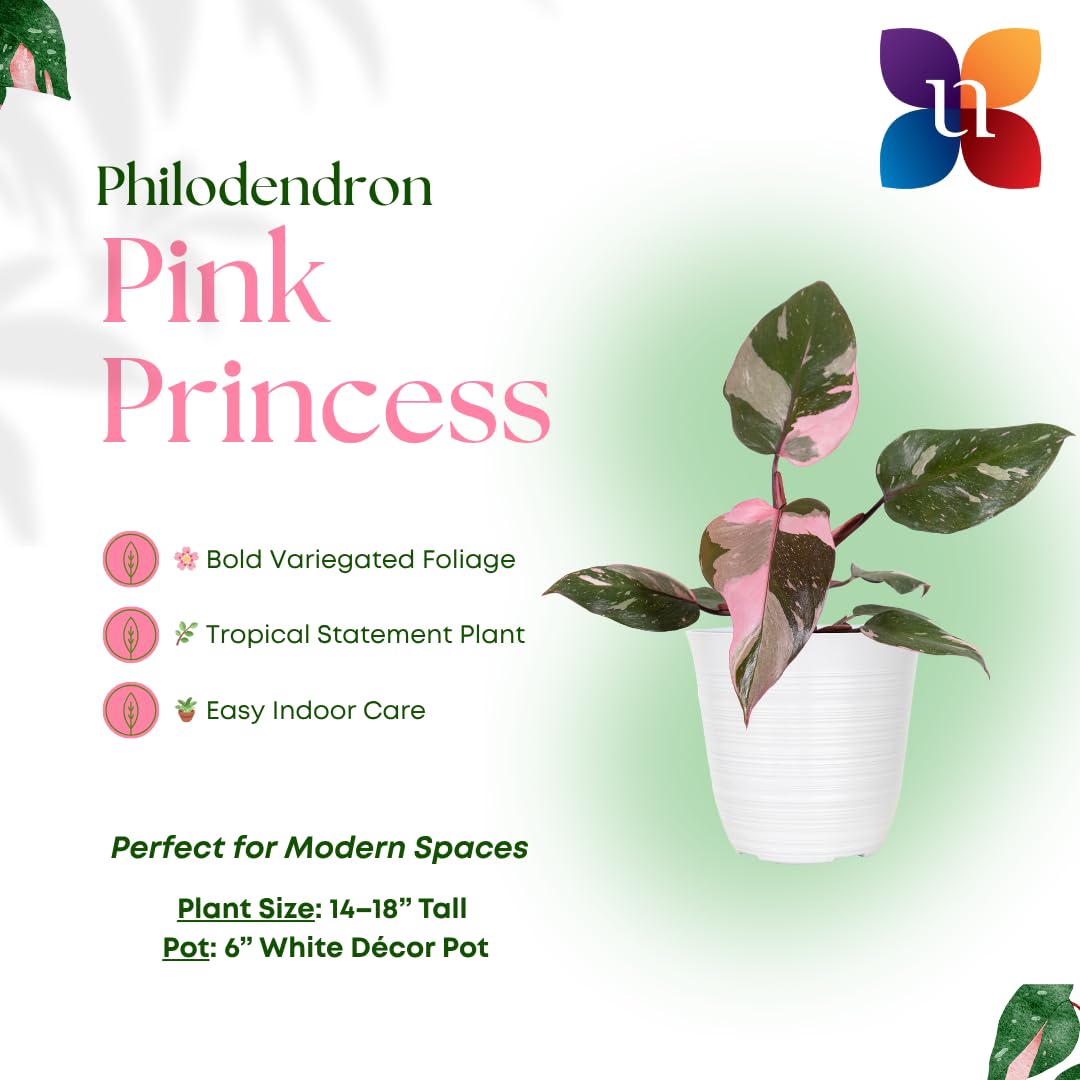United Nursery Pink Anthurium Live Plant, 14–16 inch Tall in 6 inch Pot, Tropical Indoor Flowering House Plant with Pink Blooms for Office and Home Decor