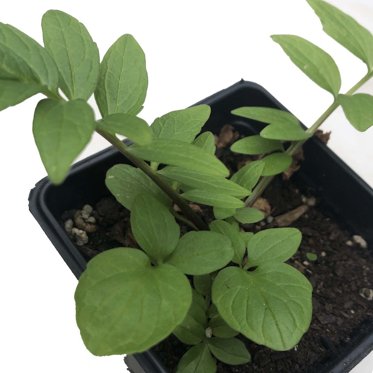 Smoke Camp Crafts Organic Valerian Herb Plant (Valeriana officinalis) Live Plant in 2.5-inch Pot - All-heal, Garden Heliotrope, Garden Valerian