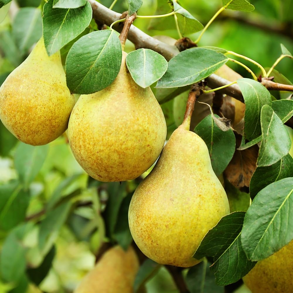 Bartlett Pear Tree, Delicious, Classic Choice, Sweet and Juicy Fruit, 1-2 ft Tree Height, 1 gal Nursery Pot (Due to Agricultural Laws, we Cannot Ship to CA, AZ, AK, or HI)