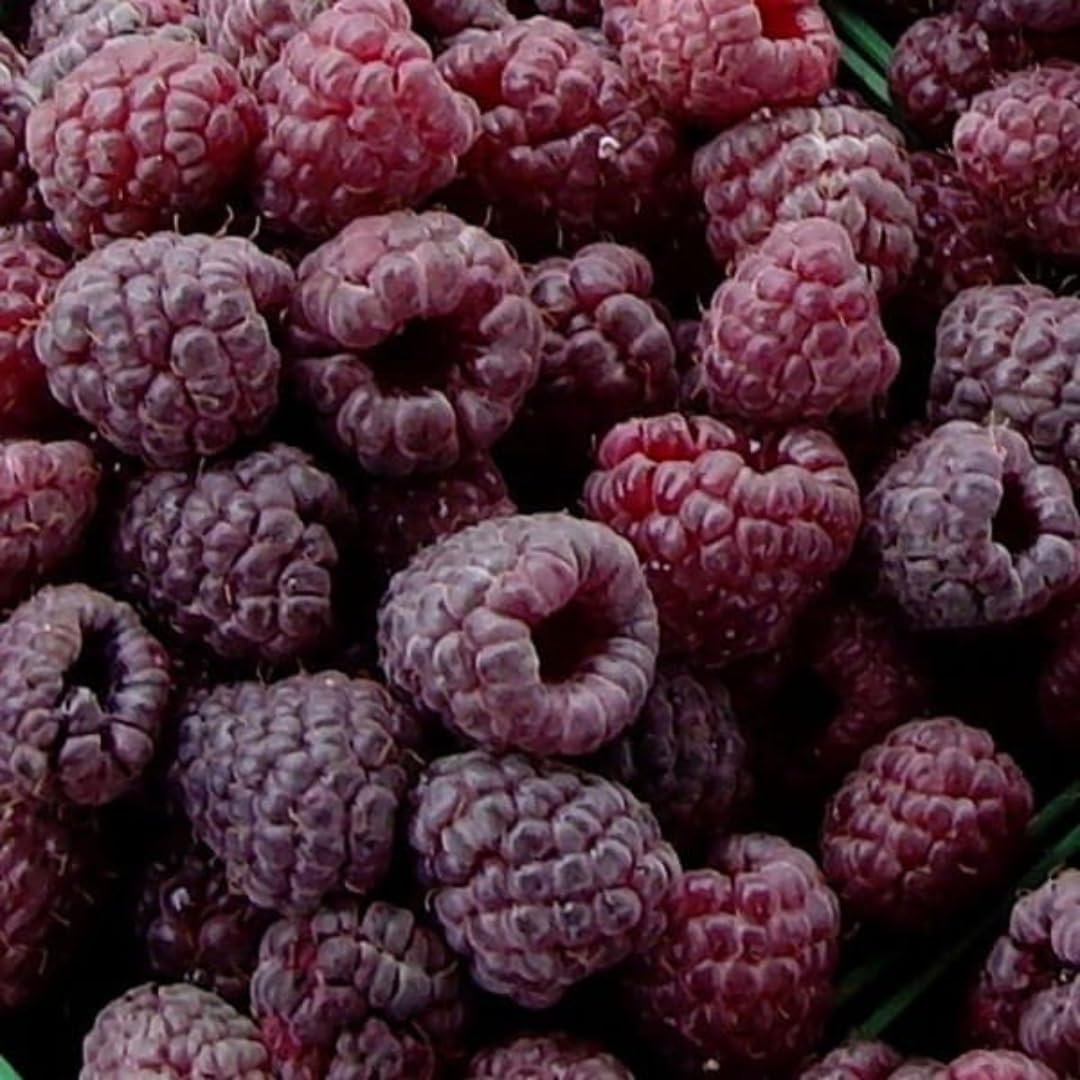 Set of 2 Raspberry Plants Live, Raspberry Bushes, Raspberries Plant, 4 to 6 Inch in Tall for Growing (Purple Raspberry)