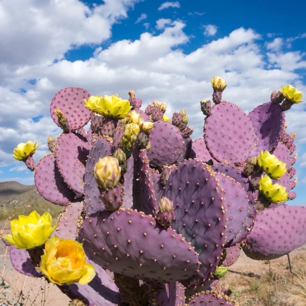 Prickly Pear Cactus Plant, Purple Prickly Pear Live Plant Perennial Outdoor Garden 3-5 Inches