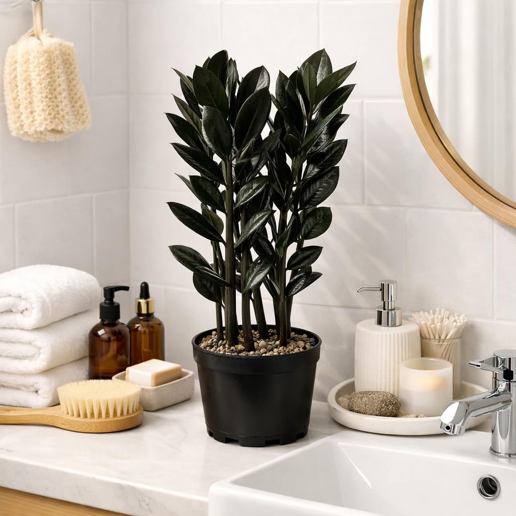 Black ZZ Plant Live Indoor Houseplant in 6 Inch Pot, Raven ZZ Plant, Zamioculcas Zamiifolia, Low Maintenance Potted Plant for Home and Office