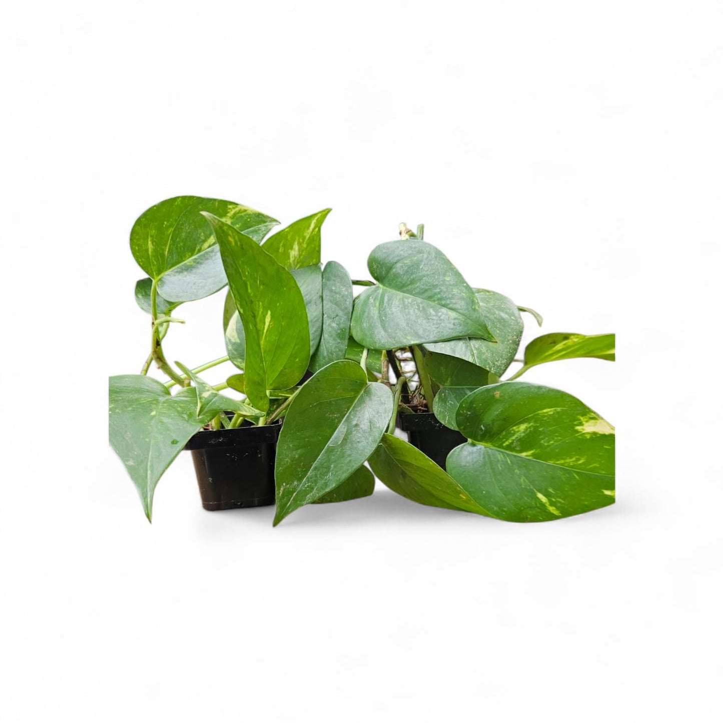 It Blooms 2-Pack Golden Pothos Plants in 3 Inch Pots, Devil's Ivy, Live Indoor Houseplants, Air Purifying Vining Plants for Home and Office 8 Inches Tall
