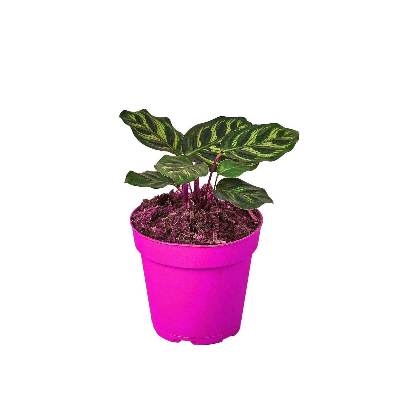 10 Pack Calathea 'Makoyana' in 4in Pot - Live Tropical Houseplant - Easy to Grow | Air Purifying | Pet Friendly | Variegated | USA Growers | The Snobby Leaf