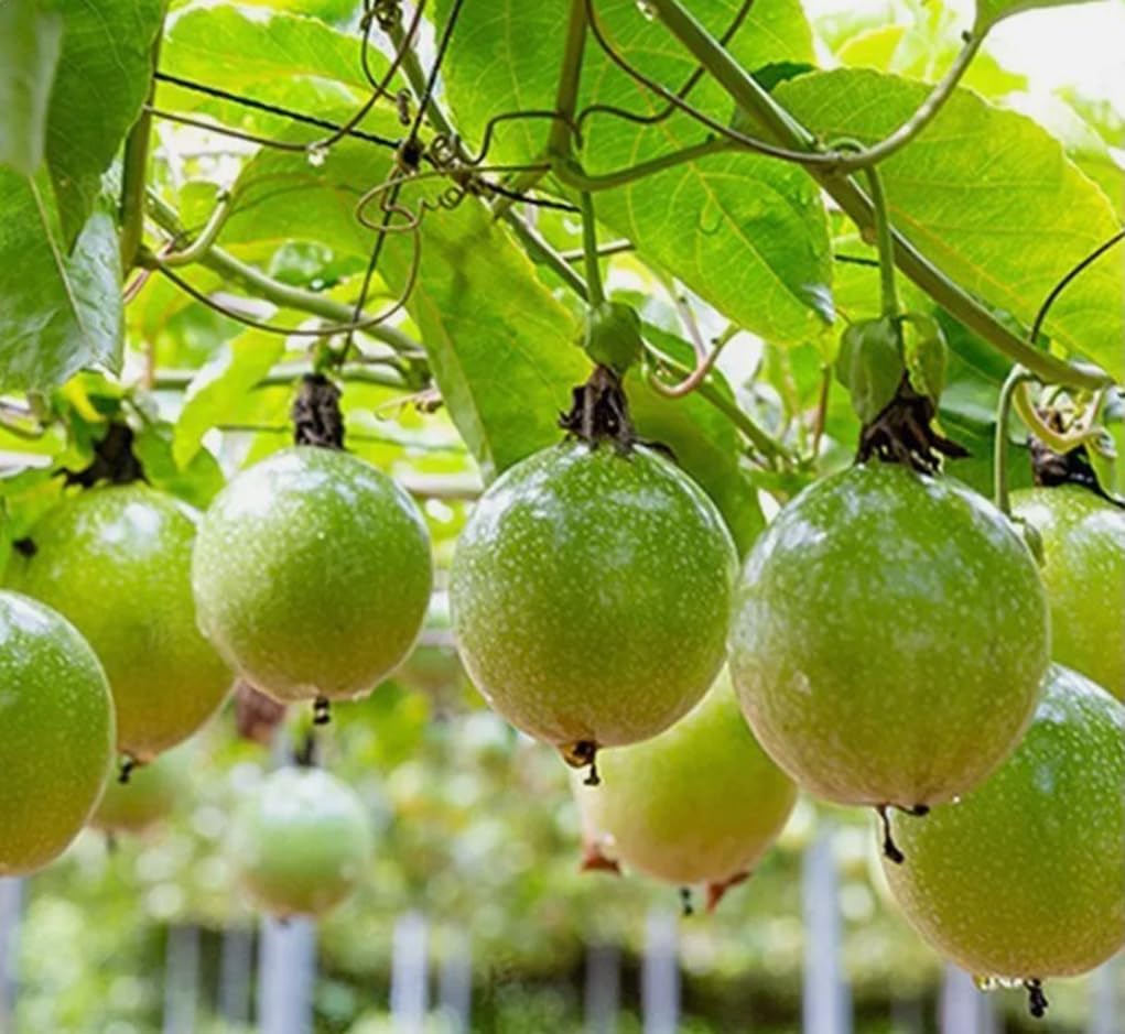 30PCS Golden Passion Fruit Seeds Sweet Granadilla Yellow Passion Fruit Seeds