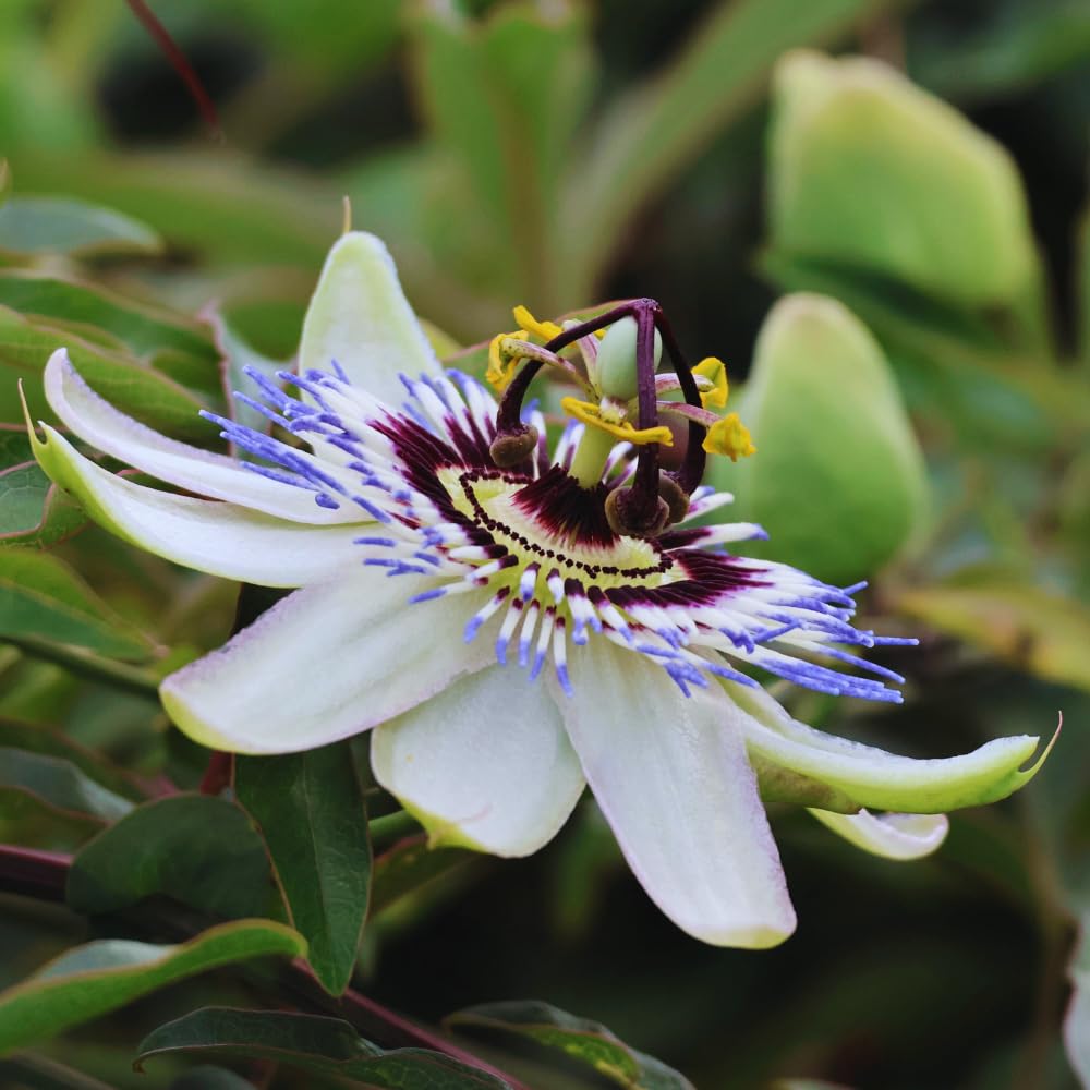 Blue Passion Flower Plant Live, 3 Inc Pot, Passiflora Flowering Vine Live Plant, Easy to Plant