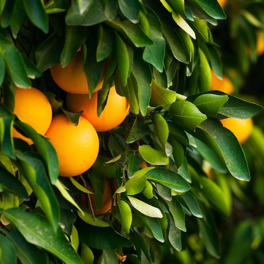 Brighter Blooms - Ruby Red Grapefruit Tree, 3-4 ft. - No Shipping to AK, AL, AZ, CA, FL, GA, HI, LA, MS, OR, TX