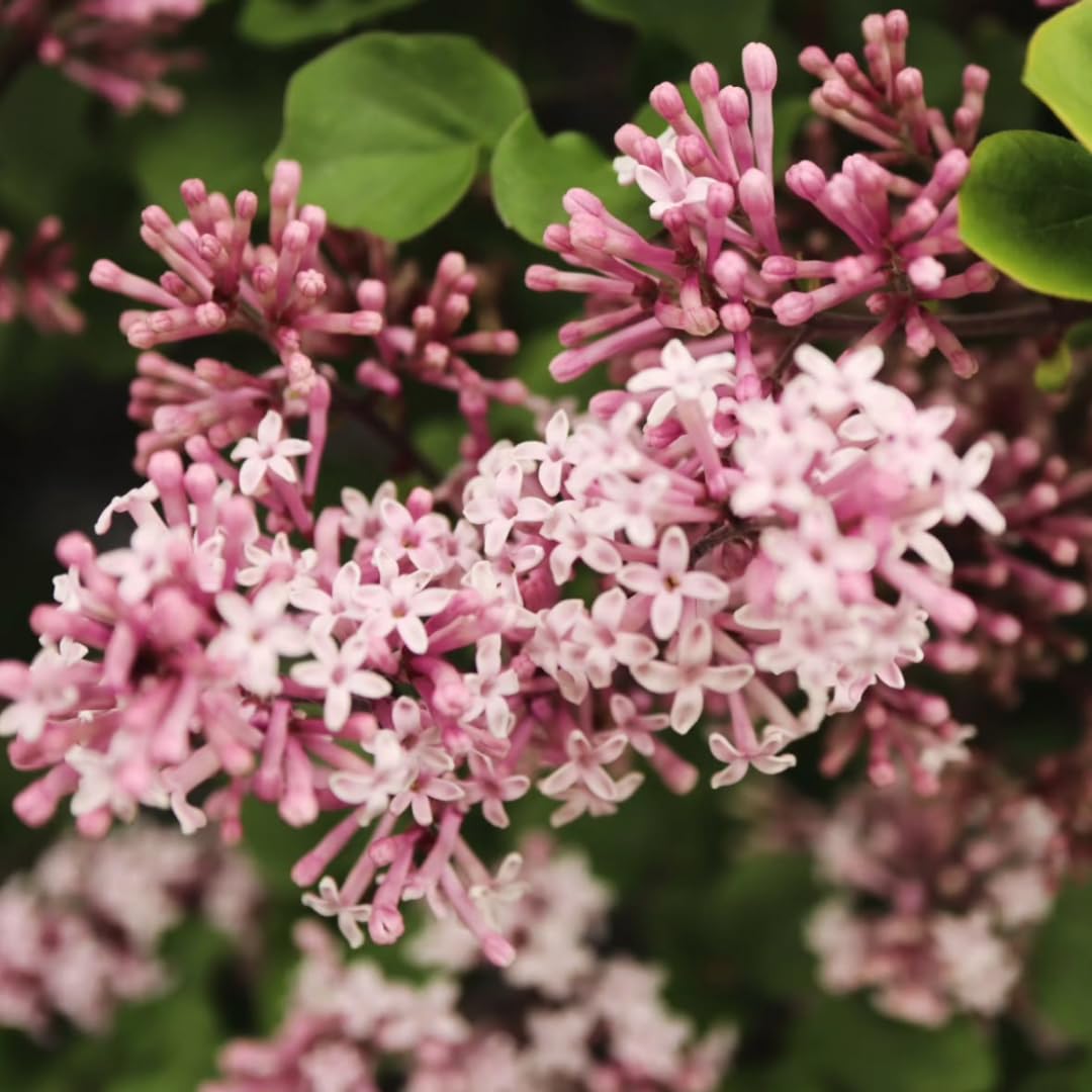 Lilac Live Shrub in Quart Pot, Vibrant Pink Blooms, Spring Fragrant Flower Bushes, Easy Grow, Outdoor Garden Planting