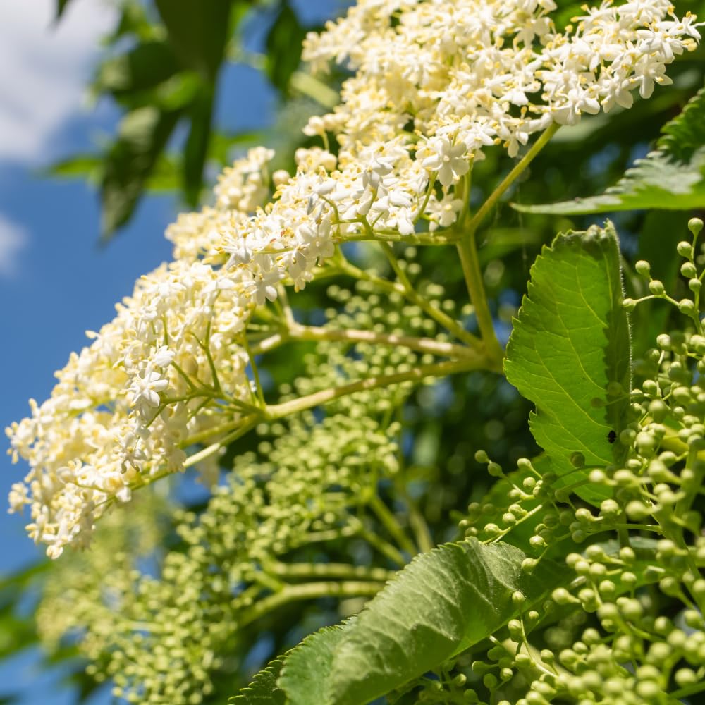Black Elderberry Bushes Live Plant, Edible Black Elderberries Shrubs for Gardening in Quart Pot, 6-10 Inches
