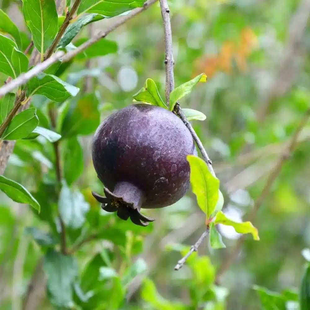 Live Plant - Black Pomegranate Tropical Fruit Tree 1′-2′