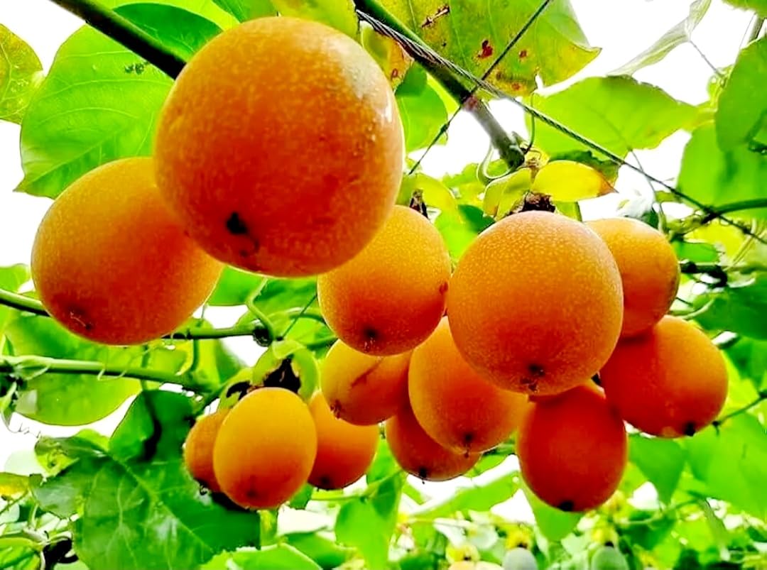 15 Sweet Passionfruit Yellow Granadilla Seeds Rare Passiflora Fruit Species, Freshly Picked