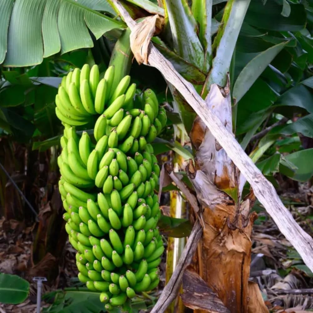 Live Banana Plant, Sweet Fruit Banana Tree, Tropical Plant, Well-Rooted, 4-7 Inches Tall, Ready for Planting (Grand Nain Banana)