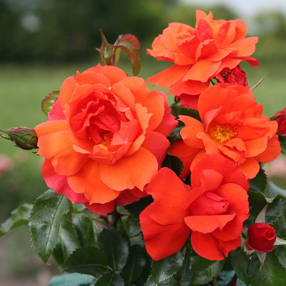 Heirloom Floribunda Roses, Live Own Root Plant for Outdoor Garden, Sunbelt® Sierra Lady™, Lightly Fragrant, Hardiness Zones: 5-9, Repeat Blooming