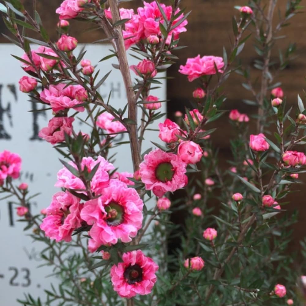 Manuka Tea Tree Plant, Pink Leptospermum Tree Live Plant, 4 to 7 Inc Long, Bush Plants for Growing