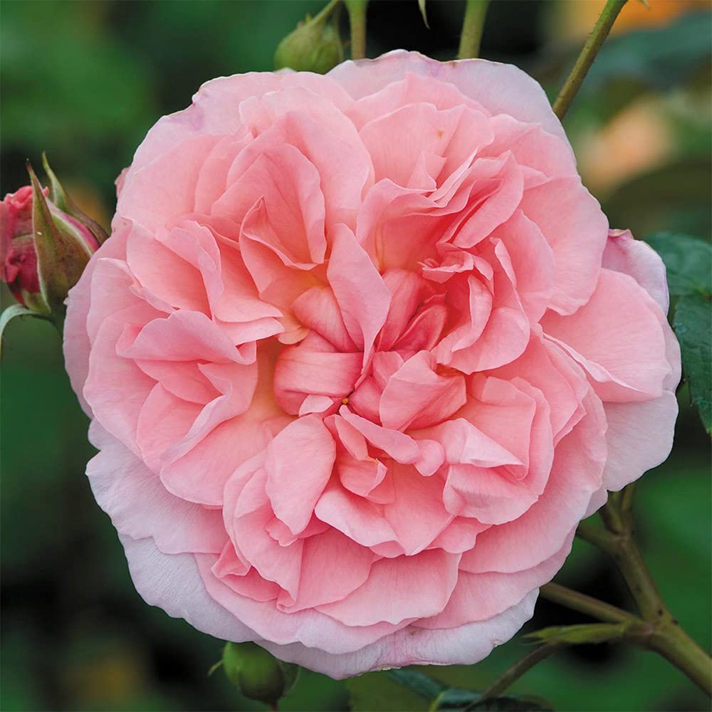 David Austin Rose Bush by Heirloom Roses - Strawberry Hill® Pink Very Fragrant English Climbing Rose Live Plants for Outdoor Garden