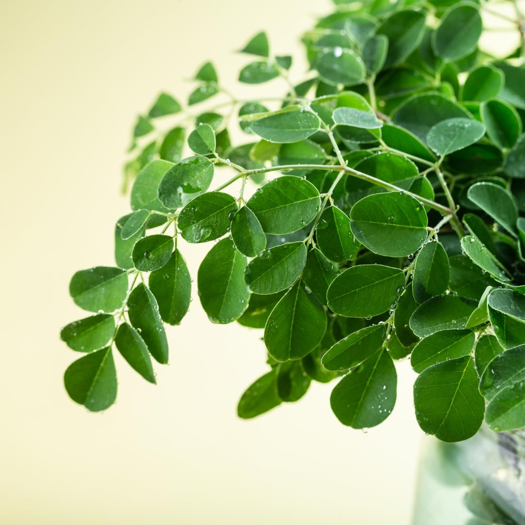 Moringa Tree Plant Live in 4" Pot, Moringa Tree Drumstick Horseradish Oleifera Plant 6-10'' Tall, No CA