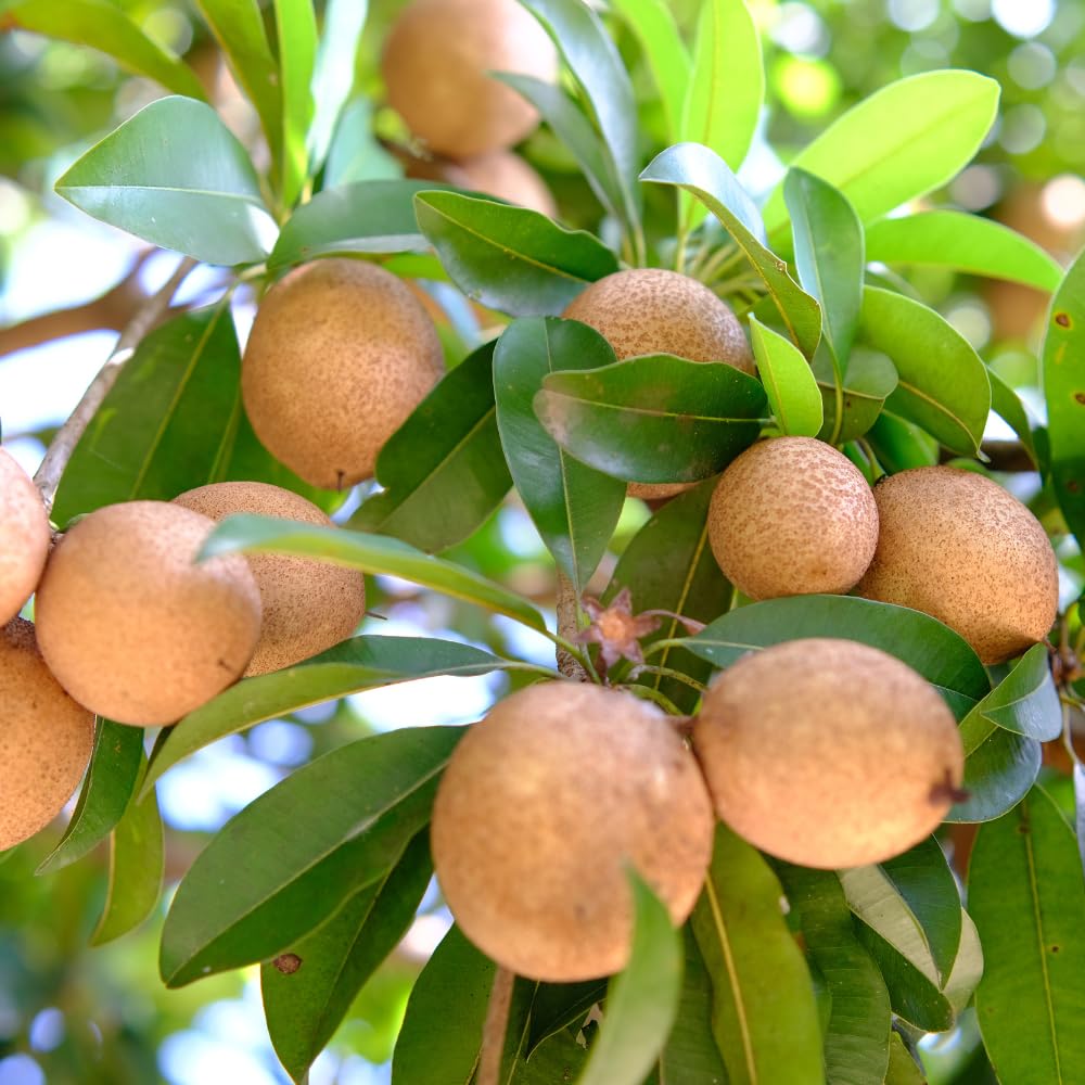Sapodilla Tree Live Plant, Sapote Seedling in Half Gallon Pot, 6 to 10 Inches Tall, Sapodilla Plant for Outdoor Garden