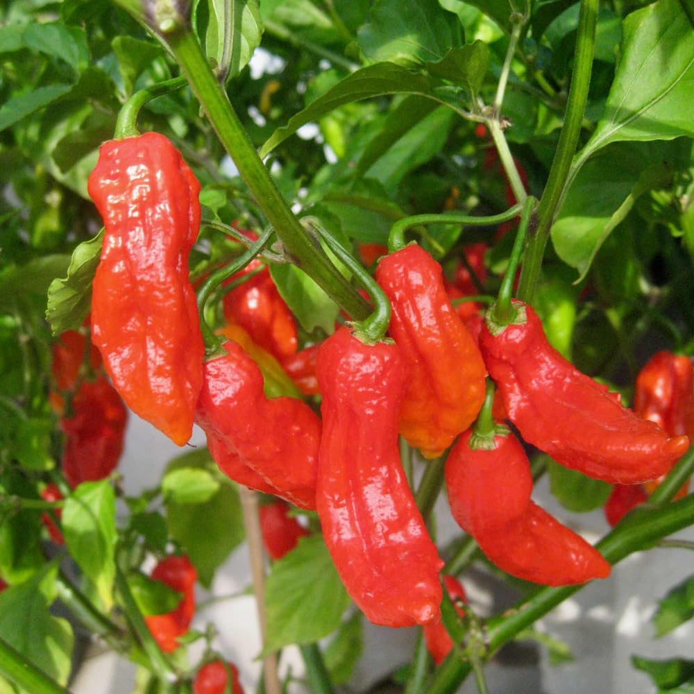 Live Red Bhut Jolokia Ghost Pepper Plant in 4 Inch Pot, 4–7 Inch Tall Seedling, Hot Chili Plant for Garden or Container Growing