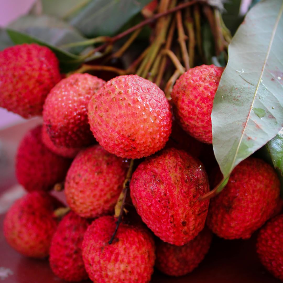Live Sweetheart Lychee Fruit Tree, Perennial Tropical Lychee Fruit Trees, 3-4 Feet Tall in 3 Gallon Pot for Oudoor Garden, No Ship to CA