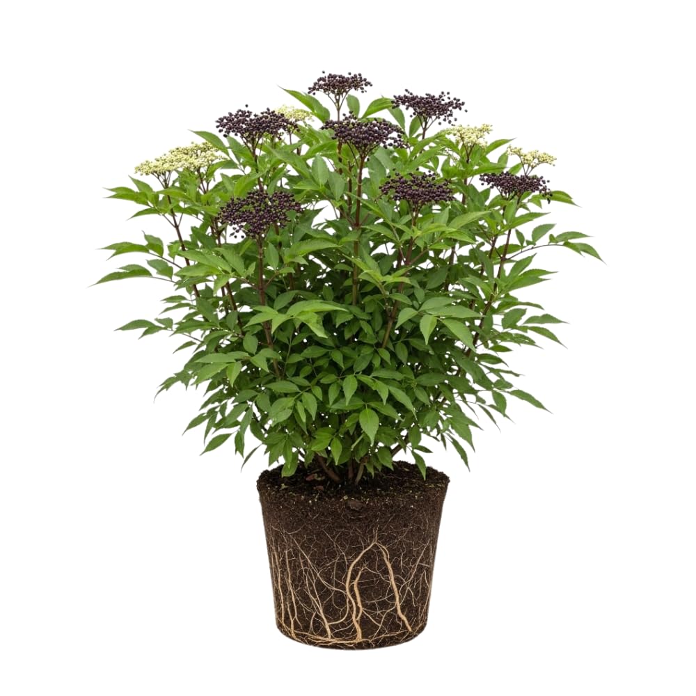 Elderberry Plant Shrub (Sambucus Canadensis), 1 Quart Pot, Hardy Elderberry Bush, Easy to Grow White Flowering Shrub with Dark Berries for Outdoor Planting