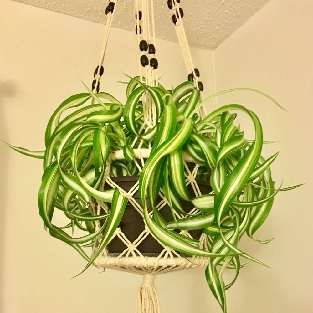 Spider Plant Bonnie Live Plant for Indoor | Different Houseplants in 4'' & 6'' Pot | Real House Plant for Living Room, Office, Desk & Bathroom | Chlorophytum Comosum | Airplane Ivy