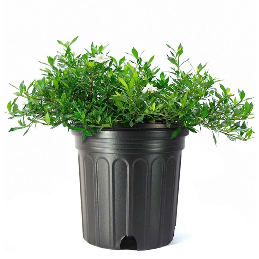 American Plant Exchange Gardenia Radicans – Live 10-Inch Potted Shrub, Fragrant White Blooms, Easy-Care Evergreen for Indoor & Outdoor Use, Home, Patio & Landscape Décor