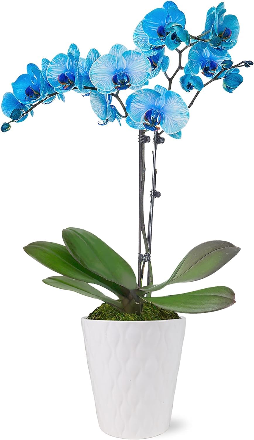 Green Circle Growers Blue Watercolor Orchid in a 5" White Pot, Live Indoor Plants, House Plant