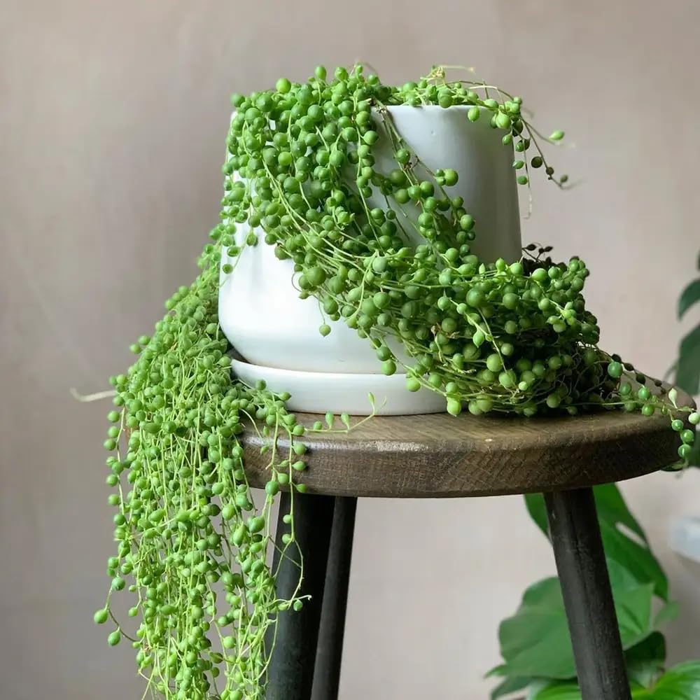 String of Pearls Plant Live in 2" Pot, Succulent Vine, Trailing Indoor Houseplant for Hanging Baskets (Green String of Pearls)