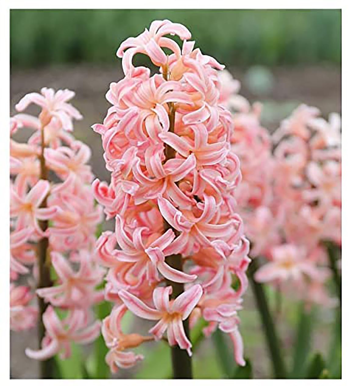 10 Gypsy Queen Hyacinths - Bare Root Bulbs Bulbs Only