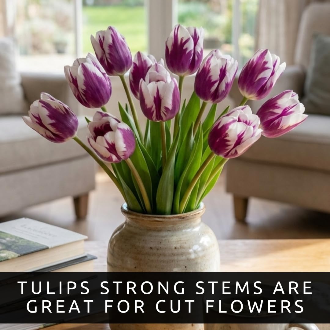 Purple and White Tulip Bulbs for Planting - Purple Flaming Flag Tulips, Perennial Blooms for Landscape Garden or Container Growing (25 Bulbs)