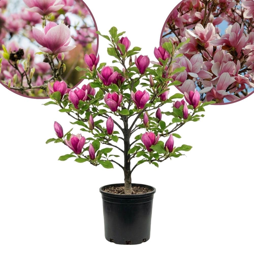 Jane Magnolia Live Tree Plant 2 to 3 Feet Tall, Fragrant Magnolia Flower Tree Live Plant in 3 Gallon Pot for Planting Outdoor, No Ship to CA