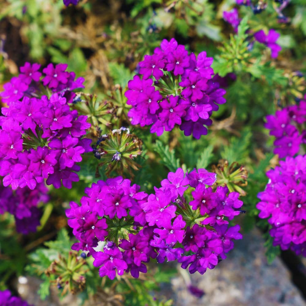 2 Purple Verbena Plants Live for Planting, Colorful Blooming Flower Plant, Verbena Live Plants, 5 to 7 Inc Tall