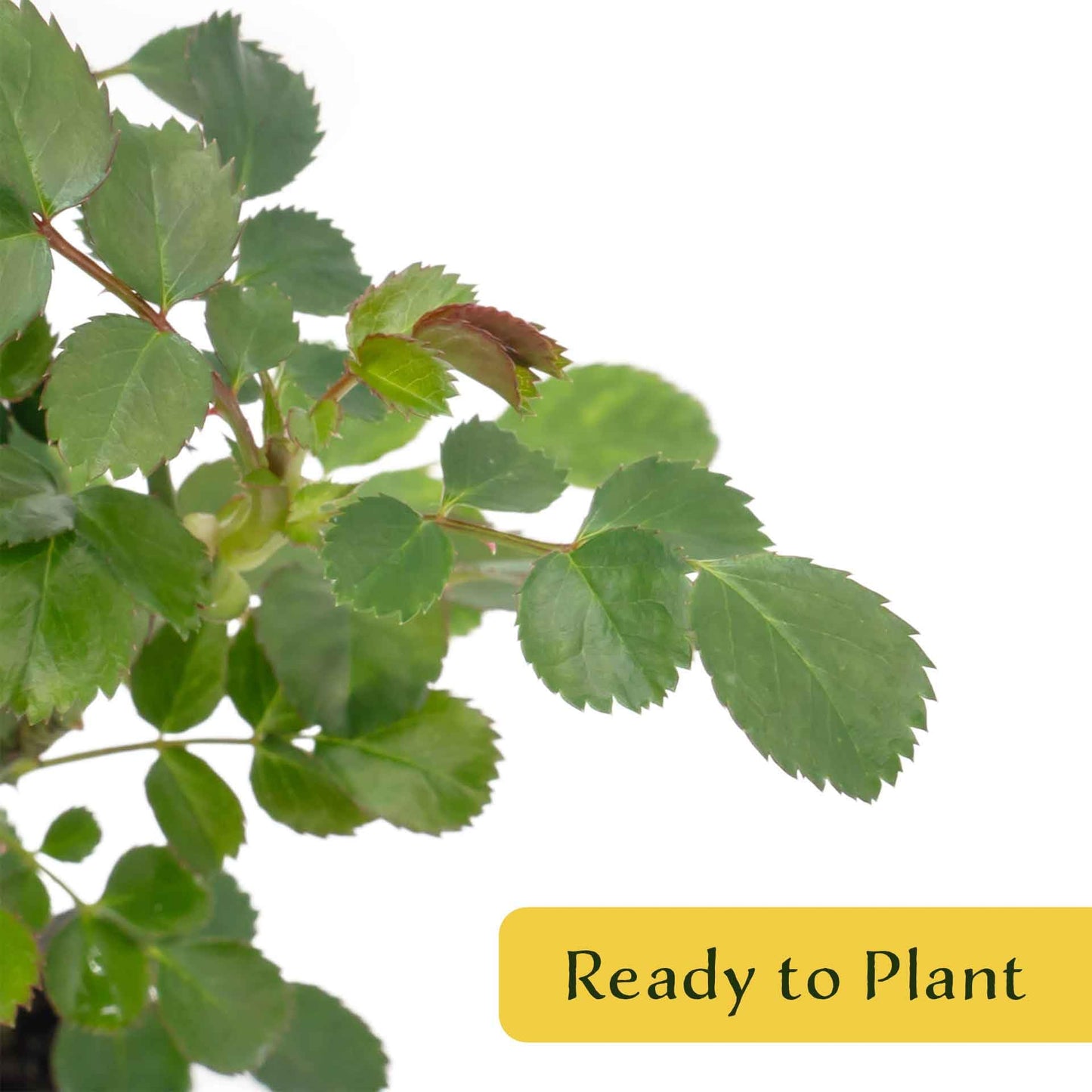 2 Pink Carpet Rose in 3.5” Nursery Cubes (Rosa ‘Flower Cover Pink’) | Low-Growing Groundcover Rose Shrub for Borders, Containers, and Mass Plantings | Ready-to-Plant Live Starter Plants