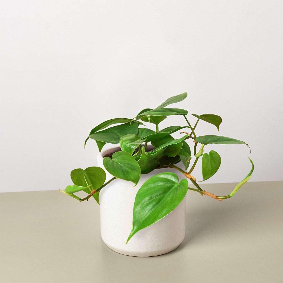 Philodendron Cordatum Heartleaf Live Plant for Indoor | Different Houseplants in 4'' & 6'' Pot | Real House Plant for Living Room, Office, Desk & Bathroom