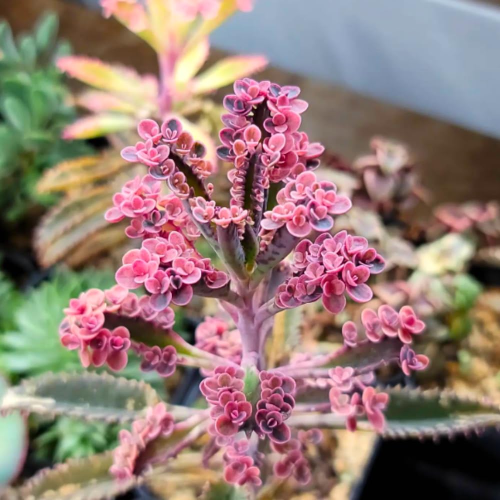 Kalanchoe Pink Butterfly Plant, Pink Mother of Thousands Succulents, Hardy Succulent Indoor Planting 2 Inch Pot