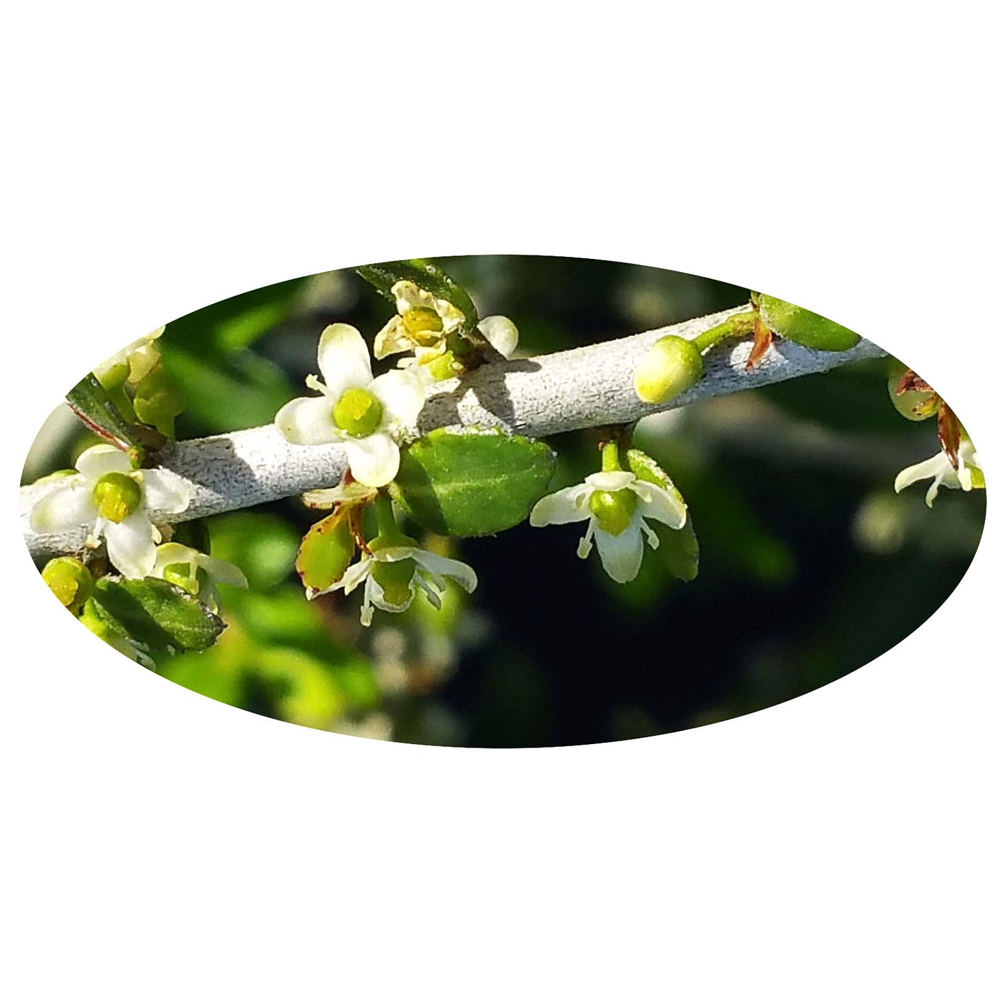 Scarlet Firethorn - Pyracantha coccinea - Live Shrub Plant - Red Berry White Flower - Emerald Goddess Gardens - Starter Sz 4 Inch Pot