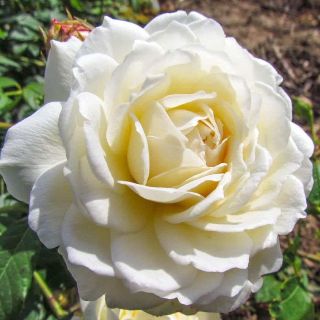 Well-Rooted Rose Live Plant, Climbing Roses Live Plant, Fragrant Climber Plant for Planting, No Leaf, Trim Back, 5-9" in Tall, Bare Root (White)