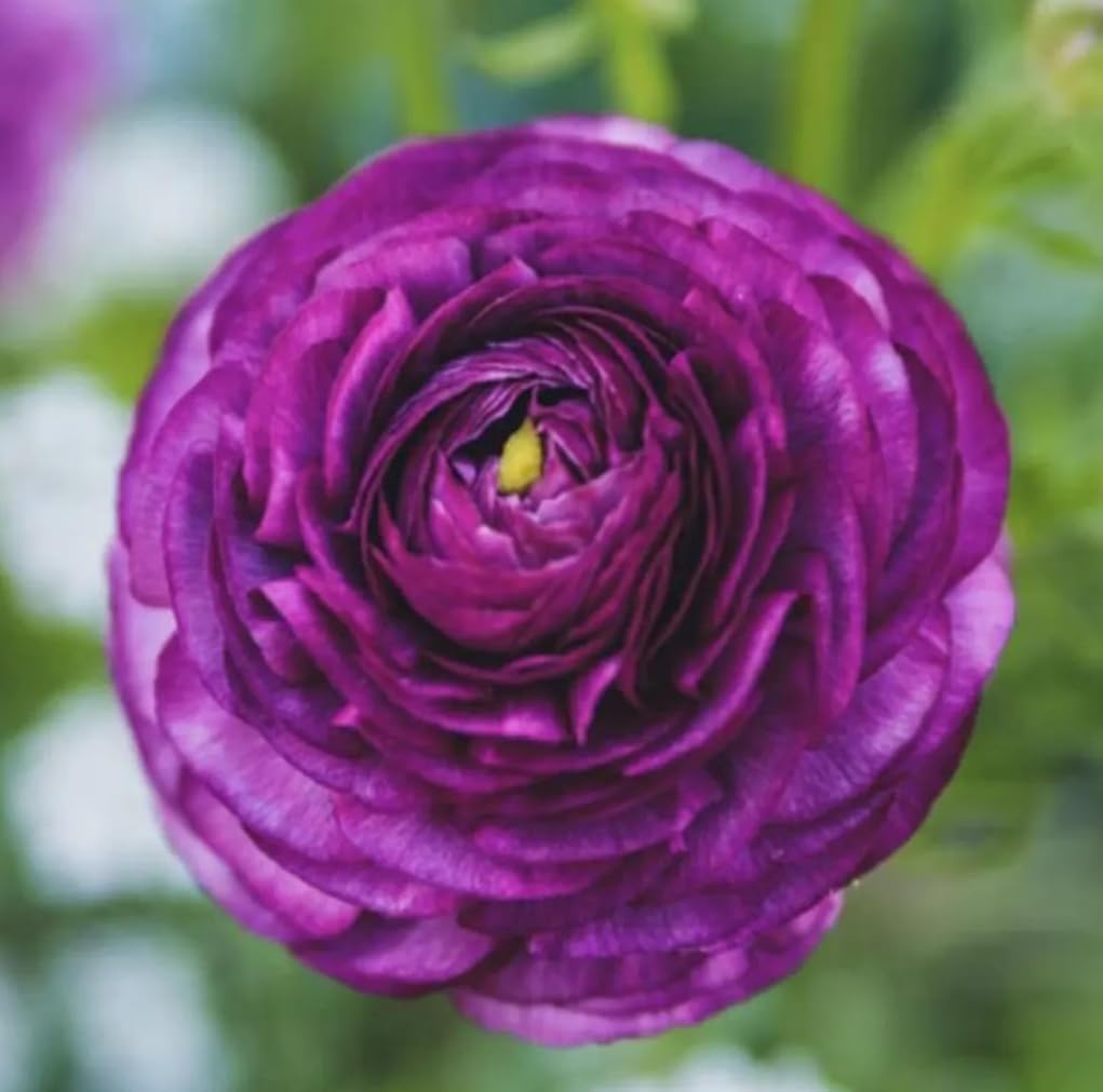 10PCS Mixed Color Ranunculus Flower Bulbs Spring or Fall Planting Cut Flower Garden Low-Growing Border Plant Easy to Grow Spring Blooming