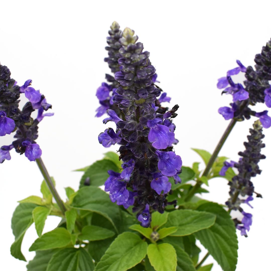 American Plant Exchange Purple Salvia Blue Sage – 6-Inch Pot – Live Flowering Perennial Plant, Drought Tolerant Easy Care Blooms for Outdoor Garden, Landscape, or Patio Decor