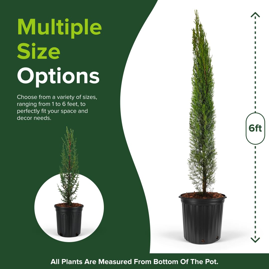 Dwarf Italian Cypress Tree – Live Mediterranean Evergreen for Landscaping, Low Maintenance, Air Purifying Outdoor Plant, Perfect for Garden Hedges and Privacy Screens (2gal Pot 3-4ft)