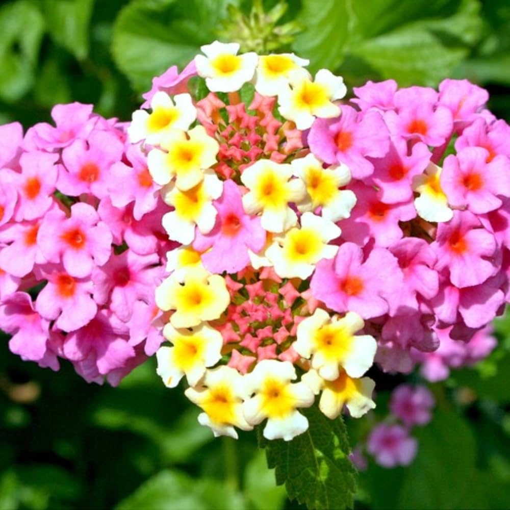 2 Lantana Plants Live, Lantanas Live Plants for Planting Indoor Outdoors, Perennial Flowers, 4-9 Inch Tall Well-Rooted (Pink Lantana)