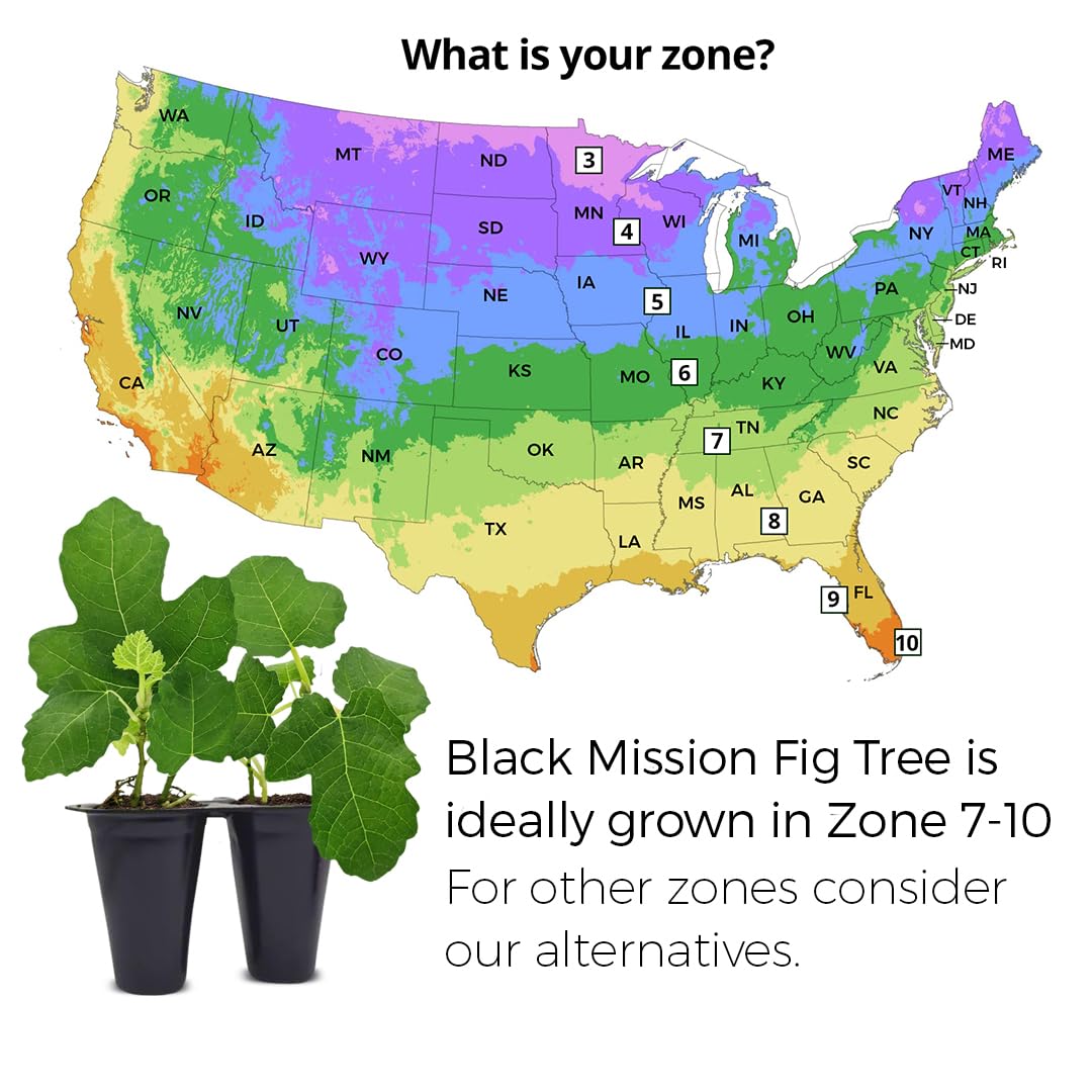 Fig Tree Black Mission Live for Sale (4 Pack) | Easy to Grow Plants | Edible Fruit Plant for Sustainable Living | Grow Your own Food on Your Edible Organic Garden| Live for Planting| 2 inch Pot