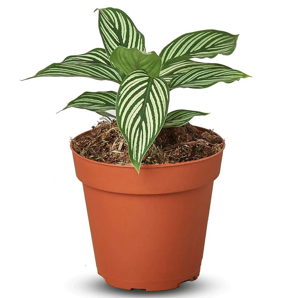 Calathea Vittata Live Plant for Indoor | Different Houseplants in 4'' & 6'' Pot | Real House Plant for Living Room, Office, Desk & Bathroom | Peacock Plant | Zebra Plant
