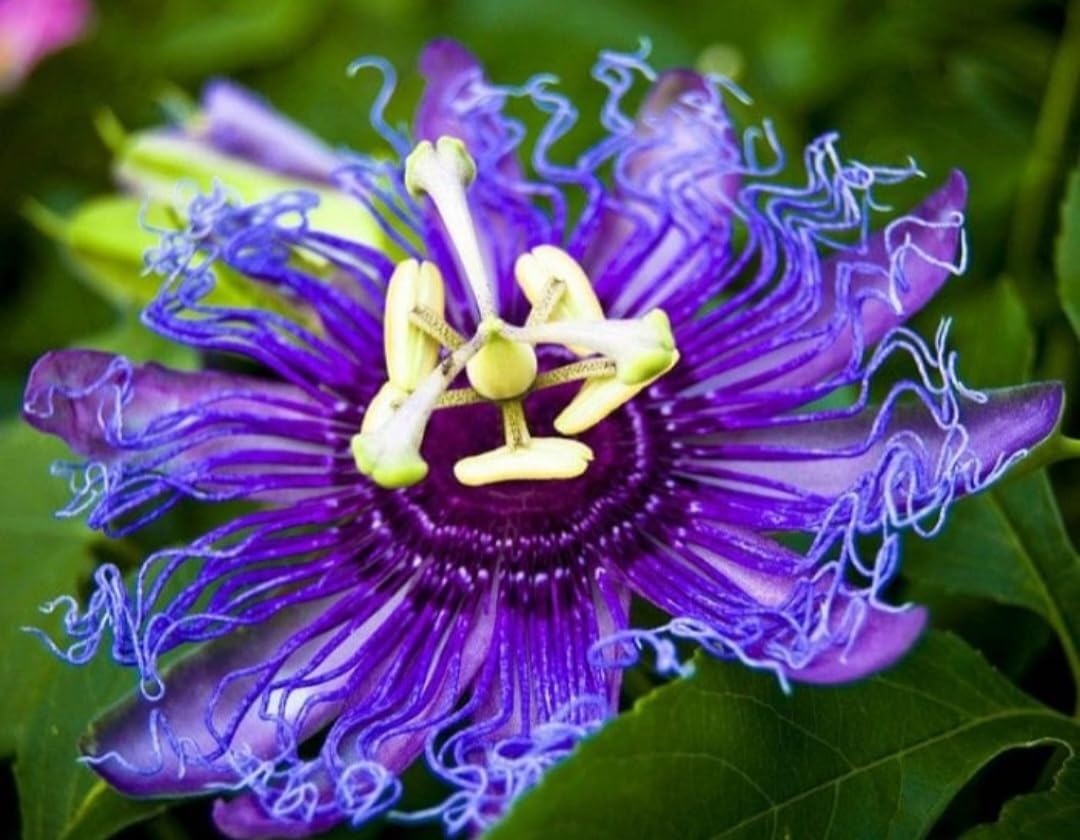 15 Sweet Passionfruit Yellow Granadilla Seeds Rare Passiflora Fruit Species, Freshly Picked