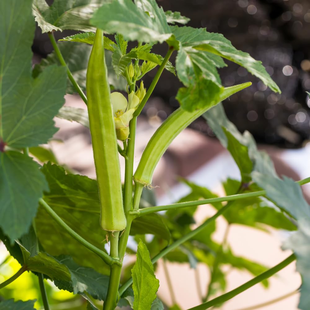 Set 2 Live Green Okra Plants, 4 to 6 Inches Tall, 4 Inches Pot, Okra Vegetable Plants Live Potted for Planting Outdoor