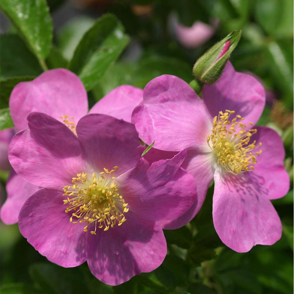 Heirloom Roses Rose Plant - Rosalina Pink Rose Bush, Rugosa Live Plant for Planting Outdoors