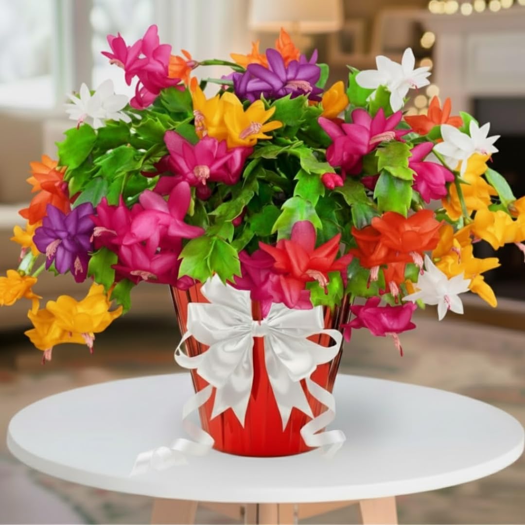 1 Thanksgiving Christmas Cactus Plants Live in 4" Pot, Houseplant Holiday Cactus, Vibrant Single Color Blooms Indoor Outdoor, Zygocactus Like, Winter Hardy (Random)